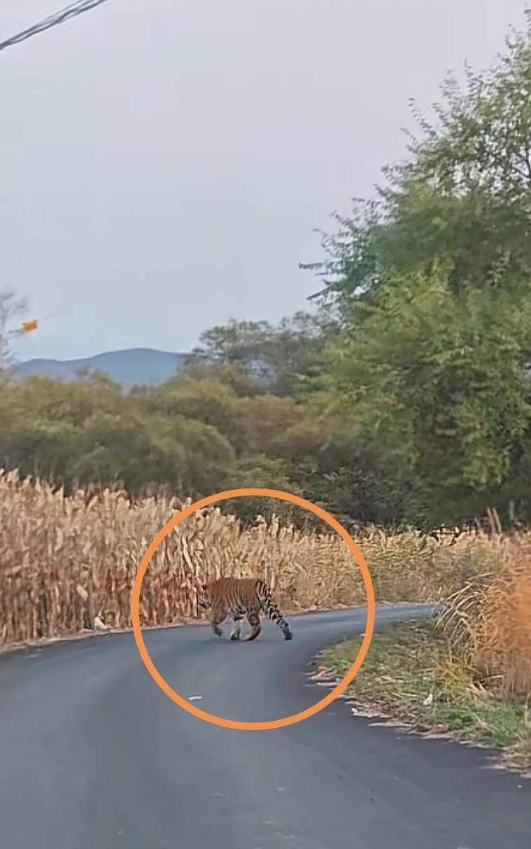男子在琿春村道上偶遇野生東北虎，鄉(xiāng)政府：已對村民預(yù)警提示，當(dāng)?shù)貙贃|北虎豹國家公園保護(hù)區(qū):宏鑫機(jī)械設(shè)備有限公司
