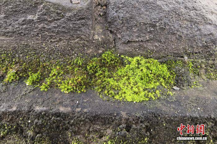 西安城墻“披綠”引關(guān)注 專家：暫不影響城墻穩(wěn)定性:宏鑫機械設(shè)備有限公司
