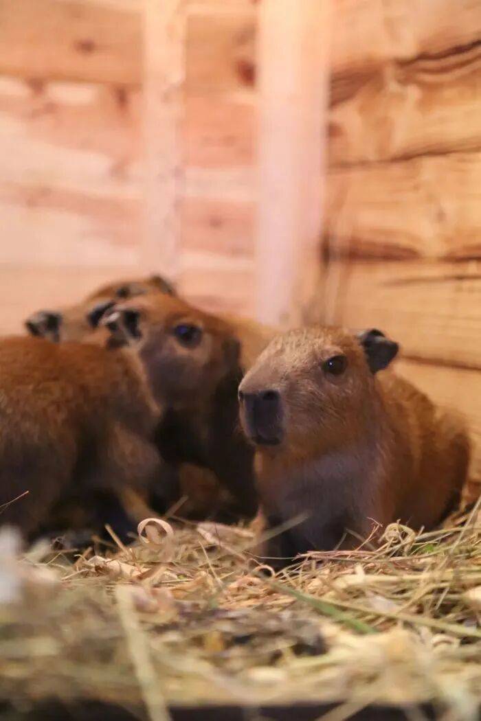 出生1小時(shí)就能獨(dú)立行走，濟(jì)南動(dòng)物園“果果”和“豚豚”的4只新生幼崽，周末和市民見面:宏鑫機(jī)械設(shè)備有限公司
