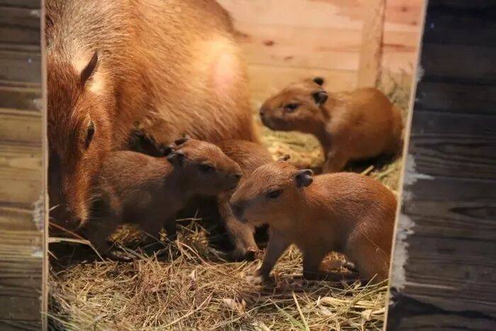 出生1小時就能獨(dú)立行走<strong></p>
<p>宏鑫機(jī)械設(shè)備有限公司
</strong>，濟(jì)南動物園“果果”和“豚豚”的4只新生幼崽，周末和市民見面:宏鑫機(jī)械設(shè)備有限公司
