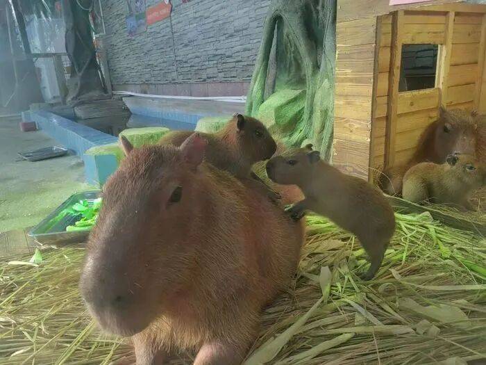 出生1小時就能獨(dú)立行走<strong></p>
<p>宏鑫機(jī)械設(shè)備有限公司
</strong>，濟(jì)南動物園“果果”和“豚豚”的4只新生幼崽，周末和市民見面:宏鑫機(jī)械設(shè)備有限公司
