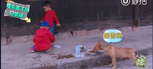 《爸爸去哪兒4》9年未解之謎破案！沙溢承認(rèn)吃了狗吃過(guò)的面：發(fā)燒三天:宏鑫機(jī)械設(shè)備有限公司
