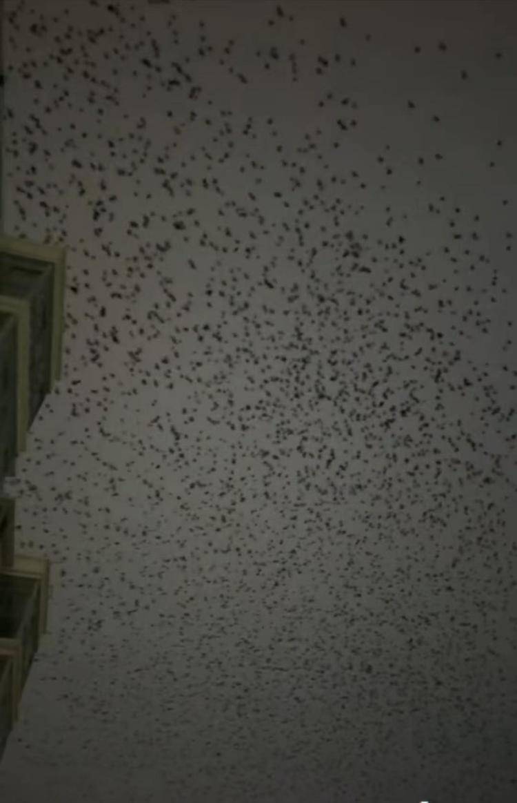 河北等多地天空現(xiàn)密集鳥(niǎo)群<strong></p>
<p>宏鑫機(jī)械設(shè)備有限公司
</strong>，網(wǎng)友擔(dān)心是災(zāi)害預(yù)兆，當(dāng)?shù)胤Q未收到相關(guān)預(yù)警，專家解讀:宏鑫機(jī)械設(shè)備有限公司
