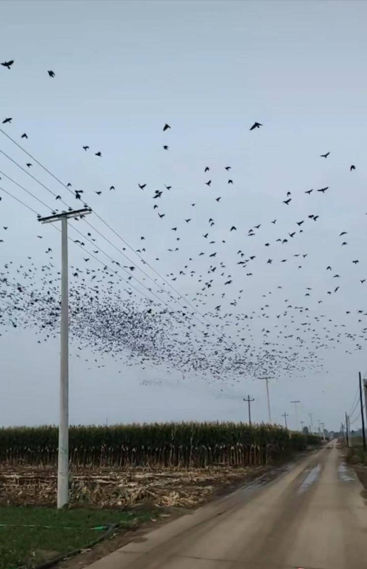 河北等多地天空現(xiàn)密集鳥(niǎo)群<strong></p>
<p>宏鑫機(jī)械設(shè)備有限公司
</strong>，網(wǎng)友擔(dān)心是災(zāi)害預(yù)兆，當(dāng)?shù)胤Q未收到相關(guān)預(yù)警，專家解讀:宏鑫機(jī)械設(shè)備有限公司
