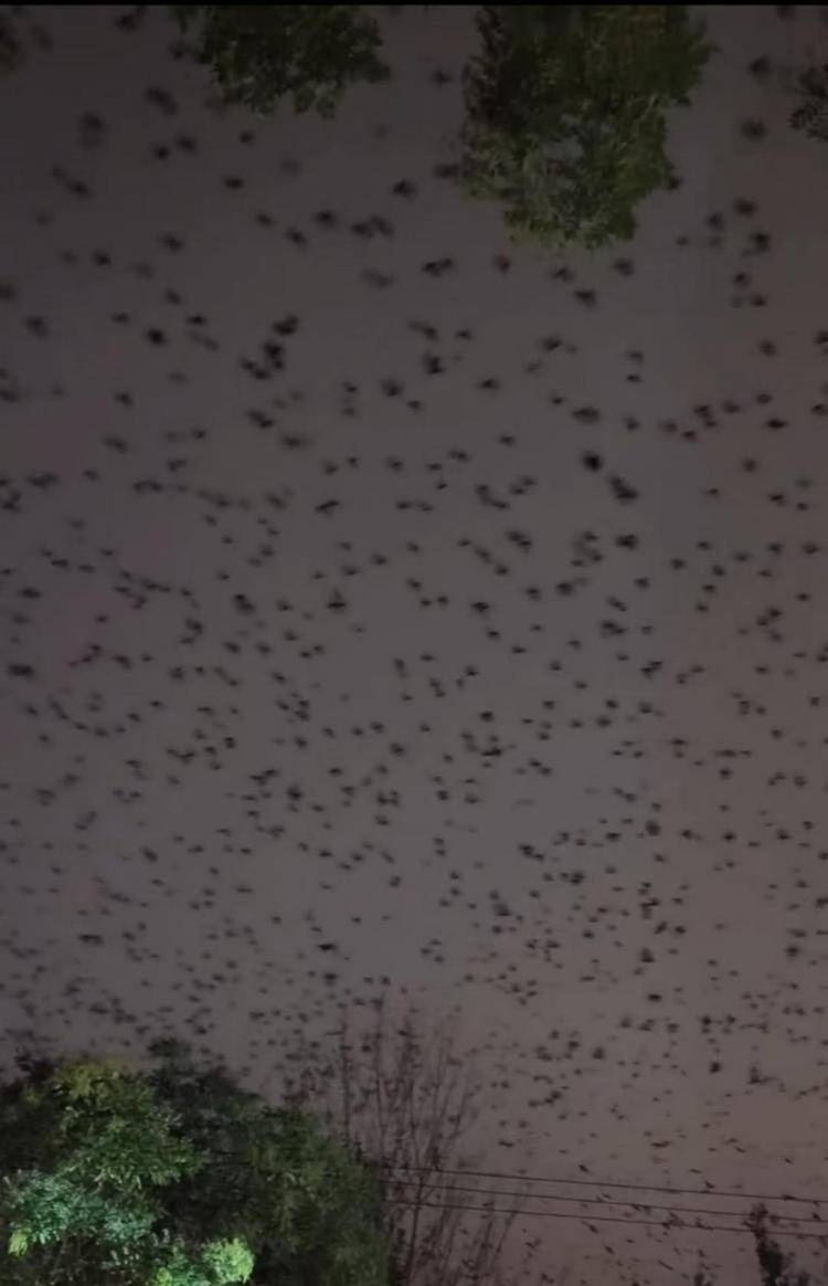 河北等多地天空現(xiàn)密集鳥(niǎo)群<strong></p>
<p>宏鑫機(jī)械設(shè)備有限公司
</strong>，網(wǎng)友擔(dān)心是災(zāi)害預(yù)兆，當(dāng)?shù)胤Q未收到相關(guān)預(yù)警，專家解讀:宏鑫機(jī)械設(shè)備有限公司
