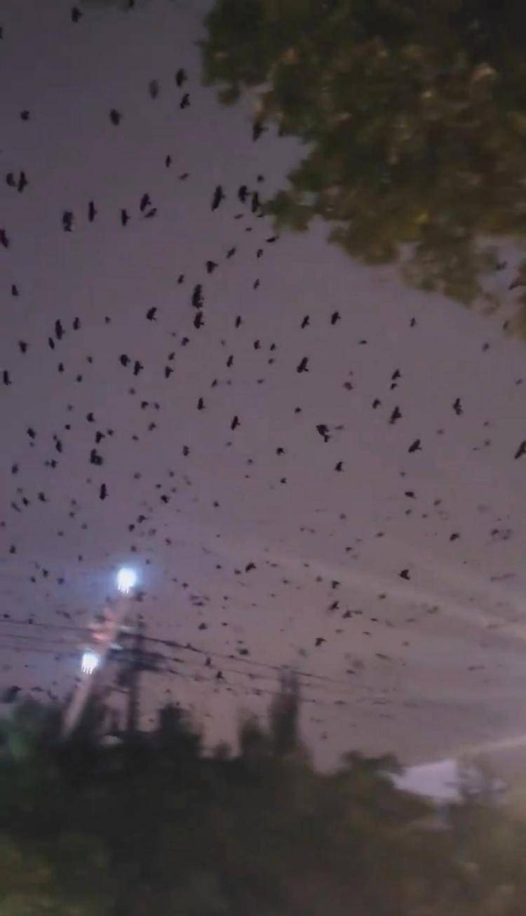 河北等多地天空現(xiàn)密集鳥(niǎo)群<strong></p>
<p>宏鑫機(jī)械設(shè)備有限公司
</strong>，網(wǎng)友擔(dān)心是災(zāi)害預(yù)兆，當(dāng)?shù)胤Q未收到相關(guān)預(yù)警，專家解讀:宏鑫機(jī)械設(shè)備有限公司
