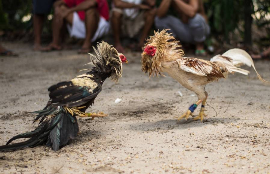 秘魯一男子觀看斗雞比賽時(shí)被自家雞踢到重要部位<strong></p>
<p>宏鑫機(jī)械設(shè)備有限公司
</strong>，大出血而亡:宏鑫機(jī)械設(shè)備有限公司
