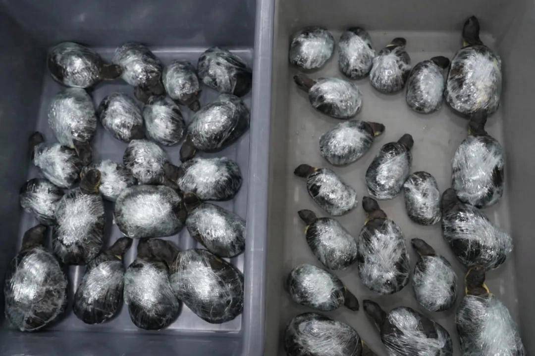 兩女子穿寬松裙子入境被海關(guān)查獲：在裙擺內(nèi)用緊身褲綁藏活體烏龜68只:宏鑫機(jī)械設(shè)備有限公司
