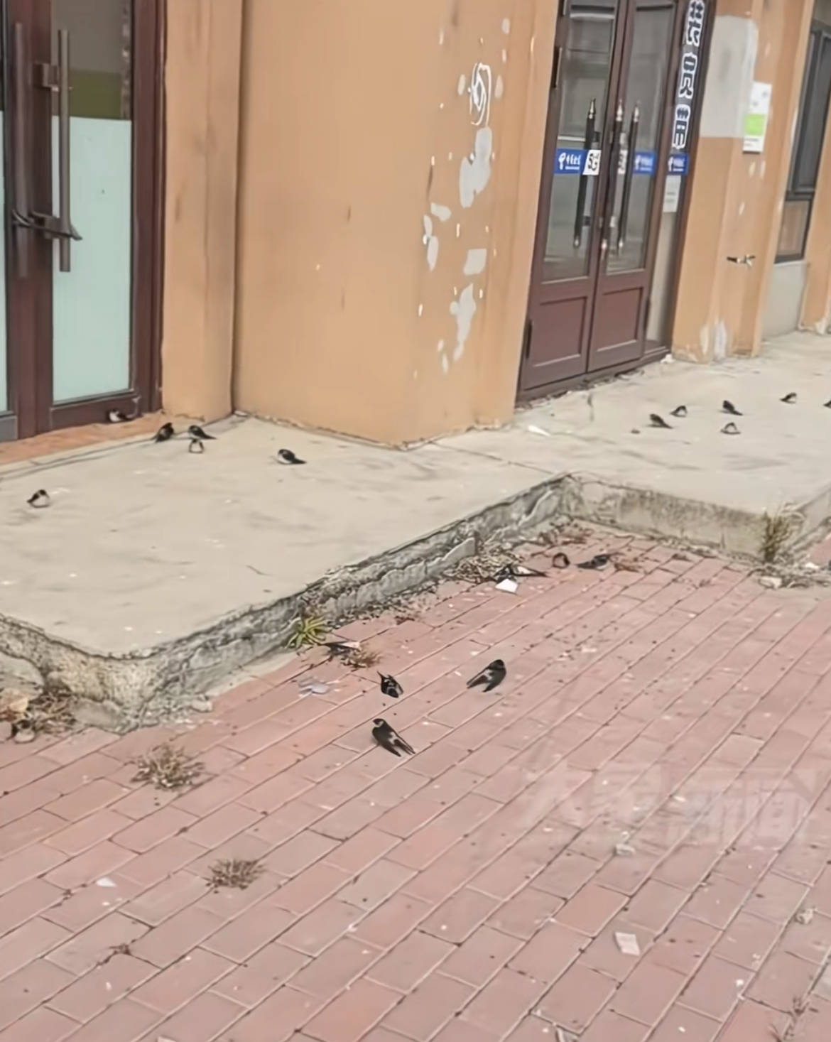 黑龍江五常上百只燕子滯留沒南飛凍死不少，當(dāng)?shù)亓植菥郑鹤匀滑F(xiàn)象，氣溫驟降燕崽沒扛住:宏鑫機(jī)械設(shè)備有限公司
