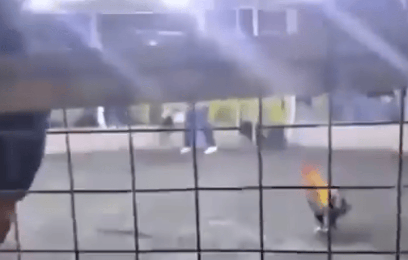 男子遭自家斗雞攻擊大出血死亡，雞腳上綁有鋒利刀片，當?shù)刭愂陋劷鸶哌_21萬:宏鑫機械設備有限公司
